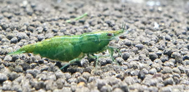 10+1  Green Jade Shrimp Freshwater Neocaridina Aquarium Shrimp. Live Guarantee