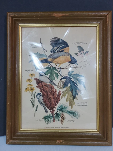 VTG Arthur Singer Bird Print Lithograph #8 Black Capped Chickadee - Plate 1950's