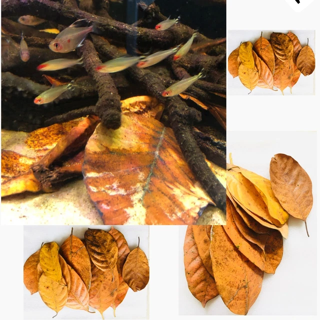 Dried Jack Fruit Leaves Ceylon 100% Natural Organic Bio Film Shrimp Aquarium