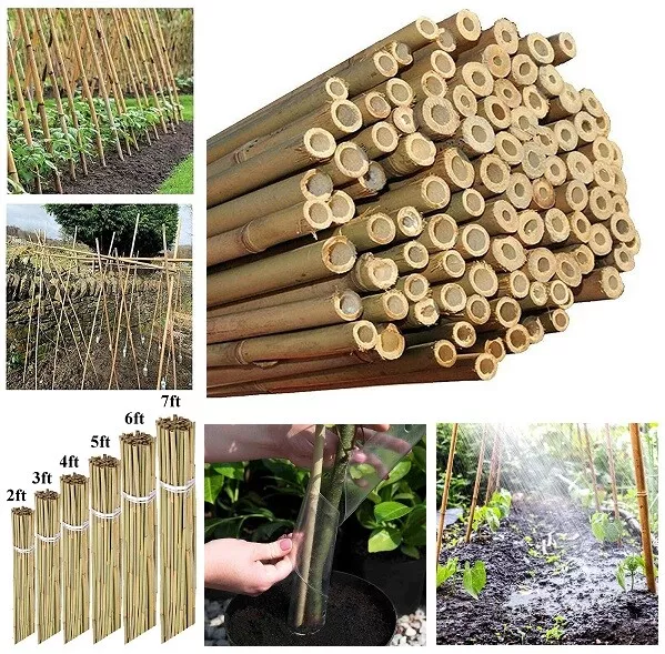 2ft Bamboo Canes Strong Large Sticks Garden Support Heavy Duty Stakes Pole Plant