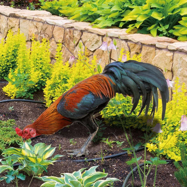 4 Pcs  Chicken Yard Stake Garden Rooster Animal Stake Ornamental Gardening Stake 2