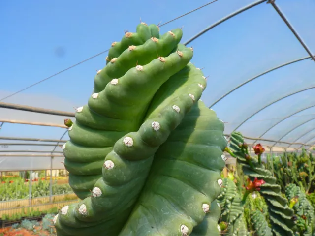 10 Cereus peruvianus spiralis (RARE SPIRALIFORMIS) seeds RARE cactus ariocarpus