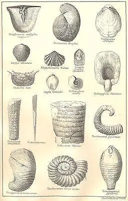 BRITISH FOSSILS: Silurian. Molluscs. STANFORD; antique print 1880