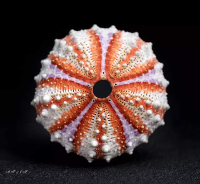 Seeigel, Sea urchin Coelopleurus maillardi 41mm.  Philippinen