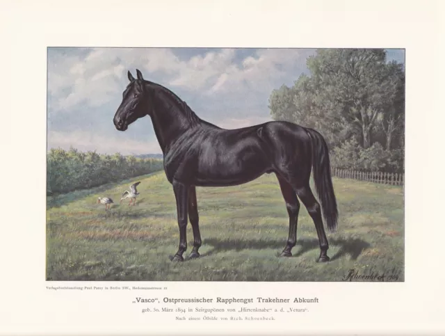 " Vasco " Rappe Semental Trakehner Pferde Zuchtpferde Impresión en Color 1925
