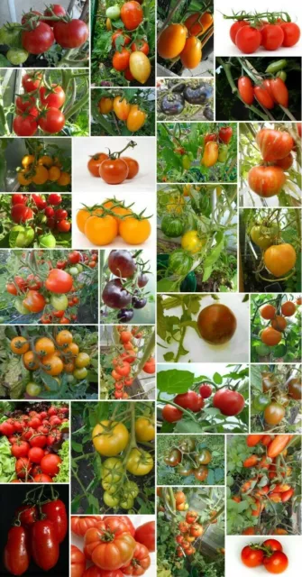 40 Sorten verschiedene "alte" Tomaten Sorten -  zum aussuchen - je 15 -20 Korn