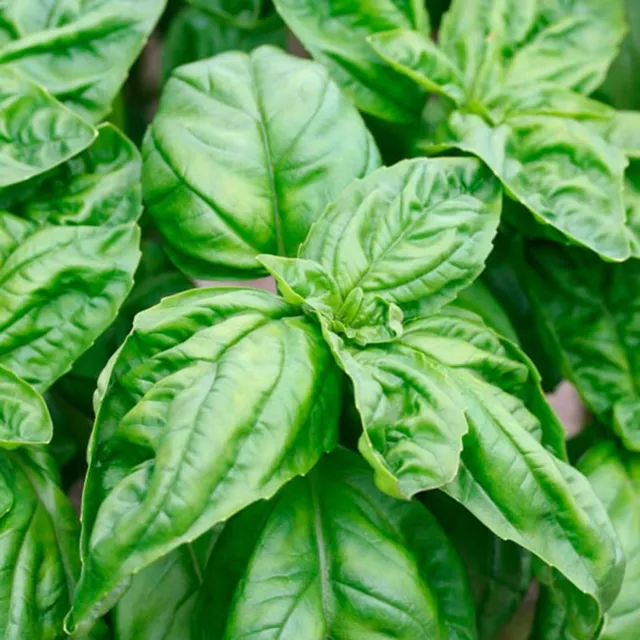 500 Graines de BASILIC NAPOLITAIN non traitées / Feuilles de laitue Napoletano