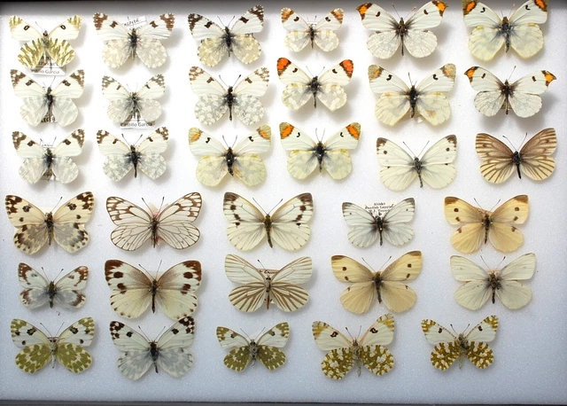 Interesting lot of the Pieridae  family  (not all with data)