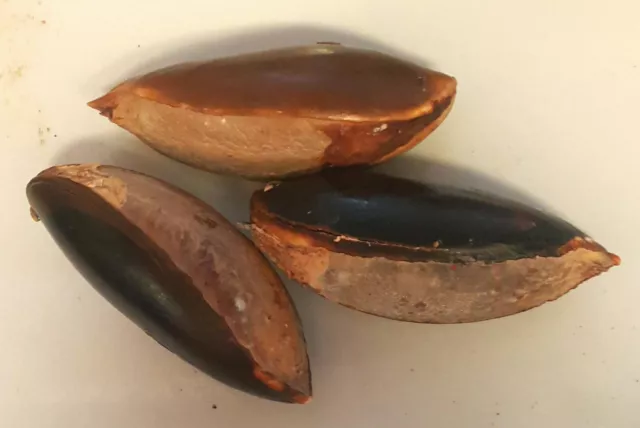 Mamey Sapote Fruits From Caribbean Islands. 3 Organic Seeds Home Grow