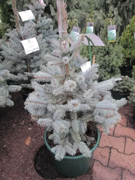 Picea pungens 'Hoopsii' - Silber-Fichte 'Hoopsii' 60-70