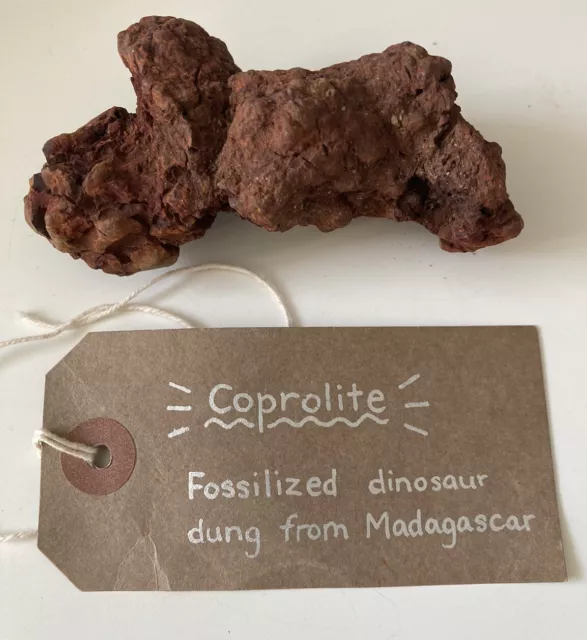 Versteinerter Dinosaurier Poo Poop Mist Kot Coprolit Fossil Sammlerstück Madagaskar