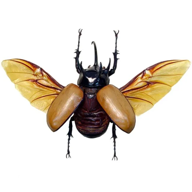 Eupatorus gracilicornis WINGS SPREAD PINNED beetle Thailand 2
