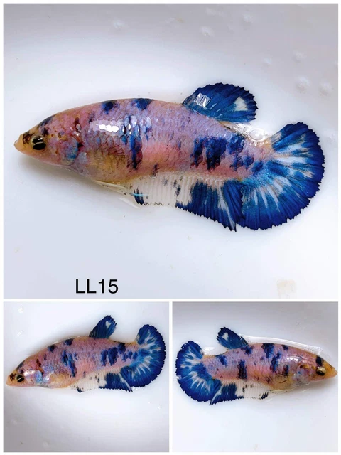 Betta Live Fish Female Marble HMPK  LL15 Ask Seller Shipping Cost Before Buy