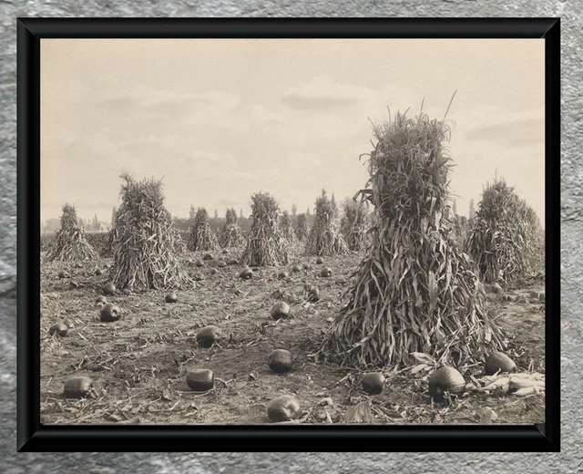 Charming ... Early 1900's Corn & Pumpkin Harvest ... Antique 8x10 Photo Print