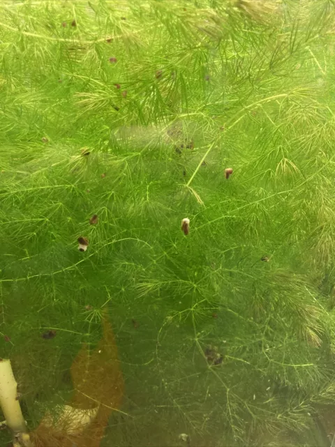 Hornwort Plant Enough To Fill 10 Gallon Fish Tank Shrimp Scuds Fry Plant