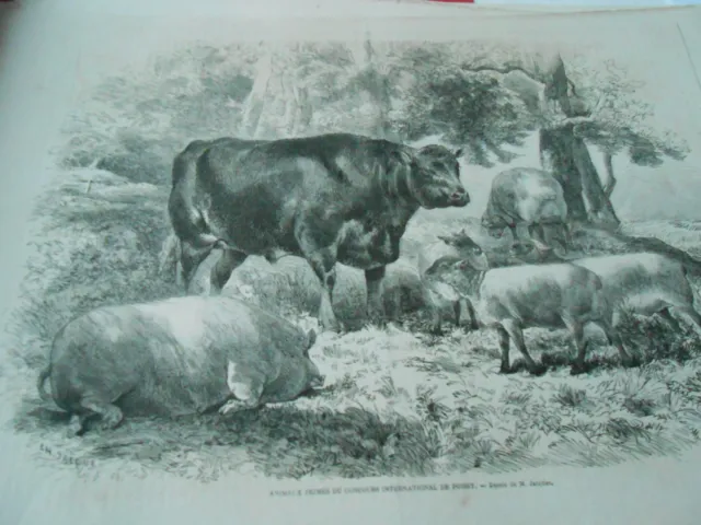 Gravure 1862 - Animaux primés concours international de Poissy