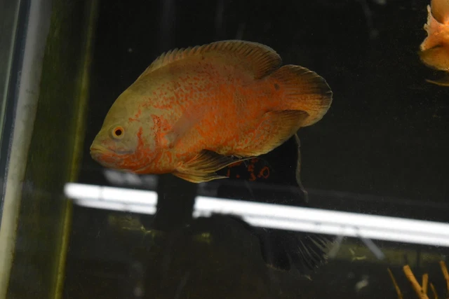 Live Albino Ruby Oscar Cichlid (6-7" Large Freshwater Aquarium Fish) 7