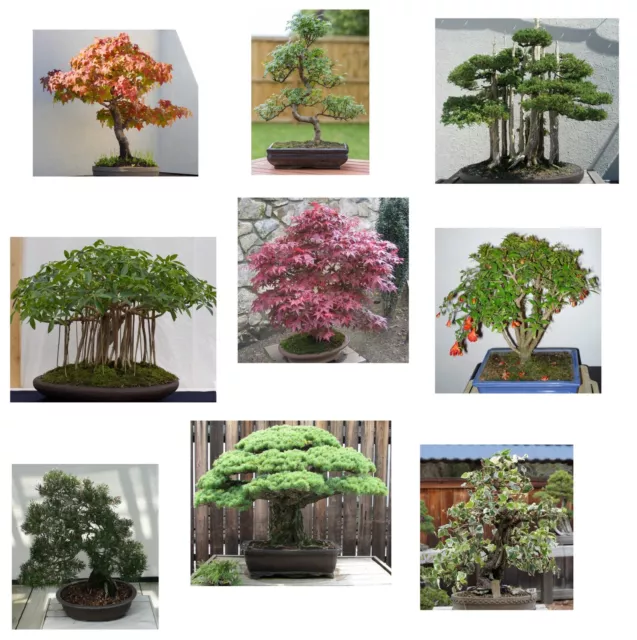 SAMEN Bonsai Samen Set Sämereien Exoten 9 Sorten Saatgut i! EINSTEIGER SORTIMEN