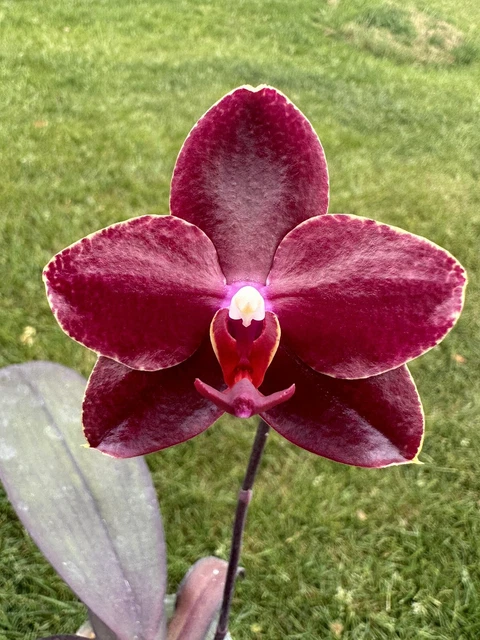 Orchid Phalaenopsis Phal. Salu's Fragrancy. 1 Spike. Fragrant Actual Plant.