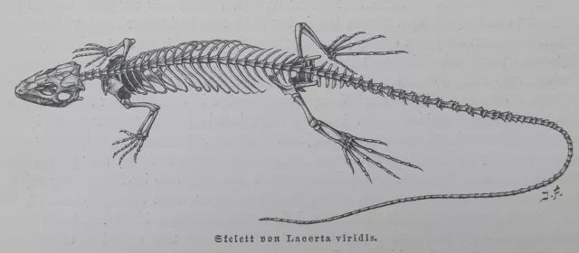 SKELETT ANATOMIE östliche Smaragdeidechse Lacerta viridis Holzstich von 1892