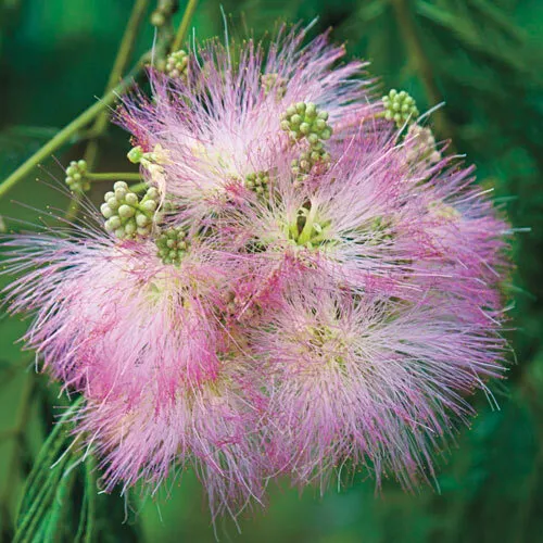 25 Mimosa Albizia Julibrissin tree Seeds cleaned, floated floaters discarded