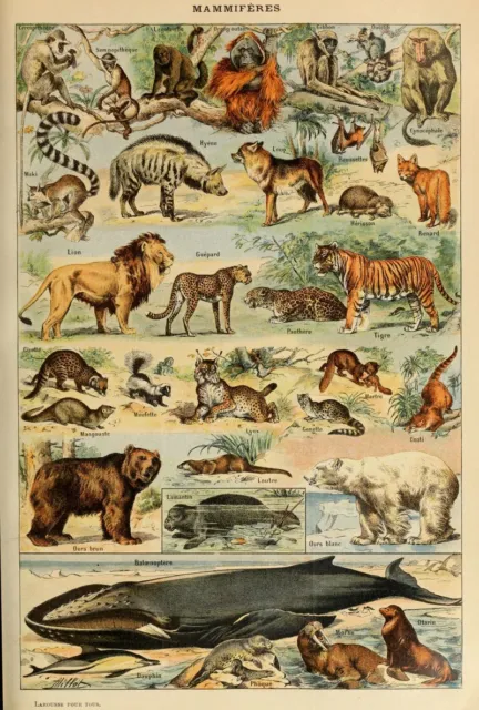 Vintage French Adolphe Millot Mammals Animals Wall Art Print Poster A3 A4 A5