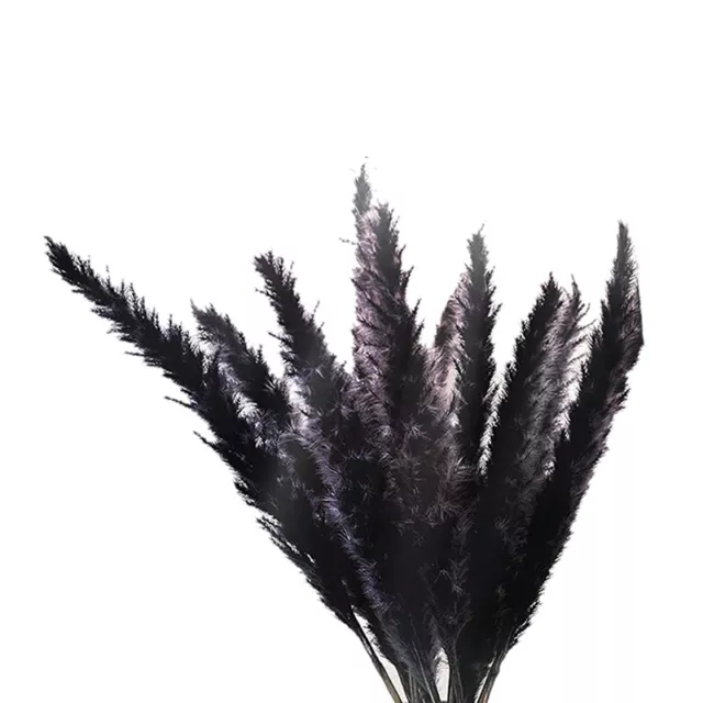 30Pcs Black Pampas Grass, 17 Inch Natural Dried  Small Stems for Home9747