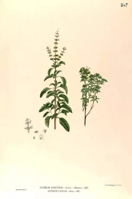 500 Graines de BASILIC SACRÉ ROUGE non traitées - Tulsi - Ocimum sanctum 2