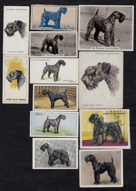 12 Different Vintage KERRY BLUE TERRIER Tobacco/Cigarette/Tea Dog Cards Lot