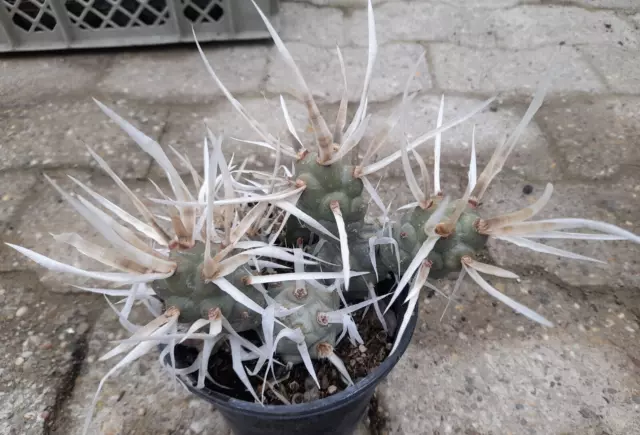 Tephrocactus articulatus var. papyracanthus big  frosthart papyracantha