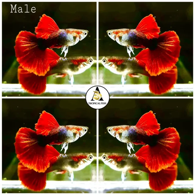 1 Pair - Live Aquarium Guppy Fish High Quality - Flower HB Red Rose DBS HM.