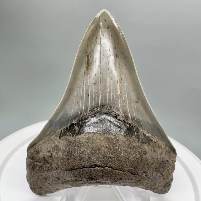 Sharply serrated, lower, colorful  3.27" Fossil MEGALODON Shark Tooth - USA