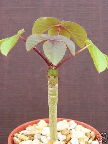Jatropha cathartica Flowering Plant in a Japanese Ceramic Container No. 16055