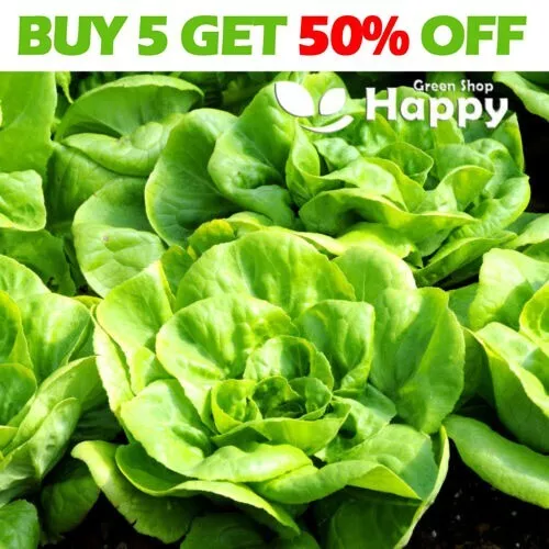 Vegetable seeds LETTUCE - ALL YEAR ROUND - 1000 SEEDS - Lactuca sativa