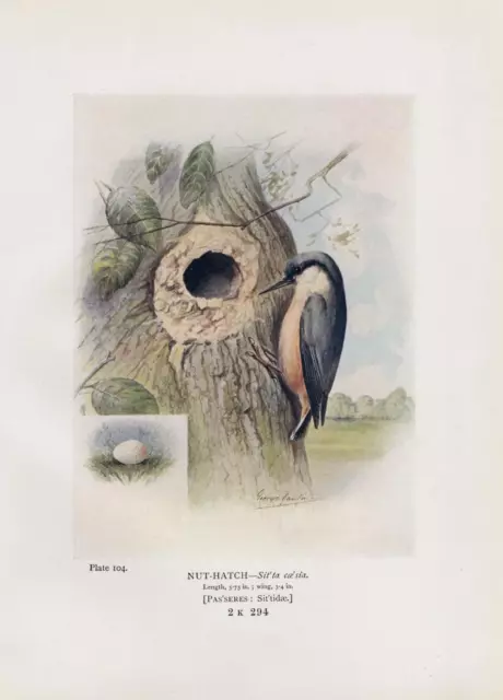 Kleiber (Sitta europaea)  Eier FARBDRUCK von 1910 Eurasian nuthatch