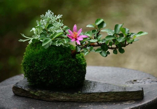 Bola de musgo natural verde sphagnum musgo sustrato musgo flores y corona decorativas