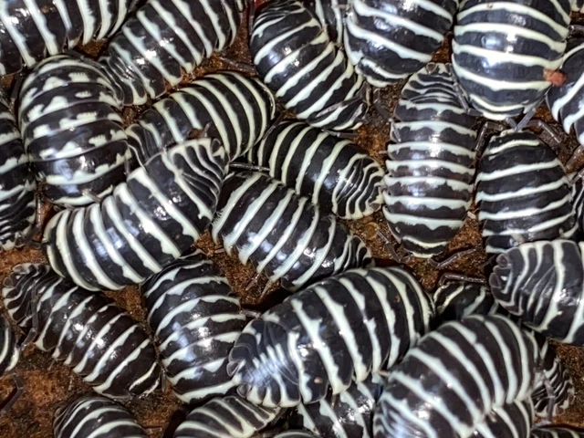 Isopods: 15+ Orange Cream, 15+ Dairy Cows, 15+ Zebra, 15+ Dalmatians