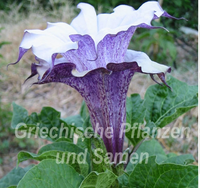 DATURA CORNUCOPAEA* ENGELSTROMPETE*GESPRENKELT*15 Samen EUR 1,99