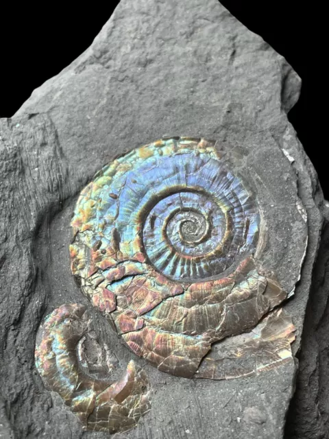 Irideszierender doppelter Ammonit fossile Psiloceras Planorbis Jurassic Ammolite