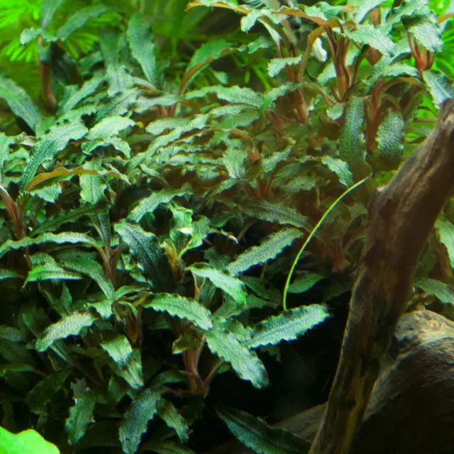 Aquarium Plante 3 Pièce Bucephalandra Sp. Rouge Aquatique Tropica Nr.139A Set 2