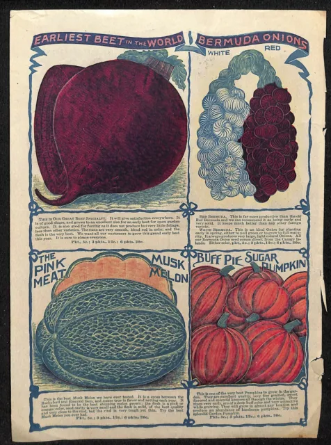 Vintage c1890's-1900's Seed Catalog *Single Page* Blackberry Persimmon Beet