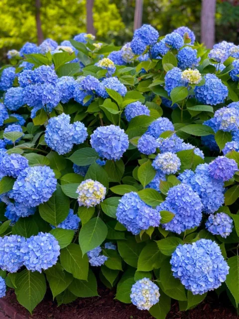 Hydrangea macrophylla Nikko Blue - Hydrangea - Plant in 12 cm Pot