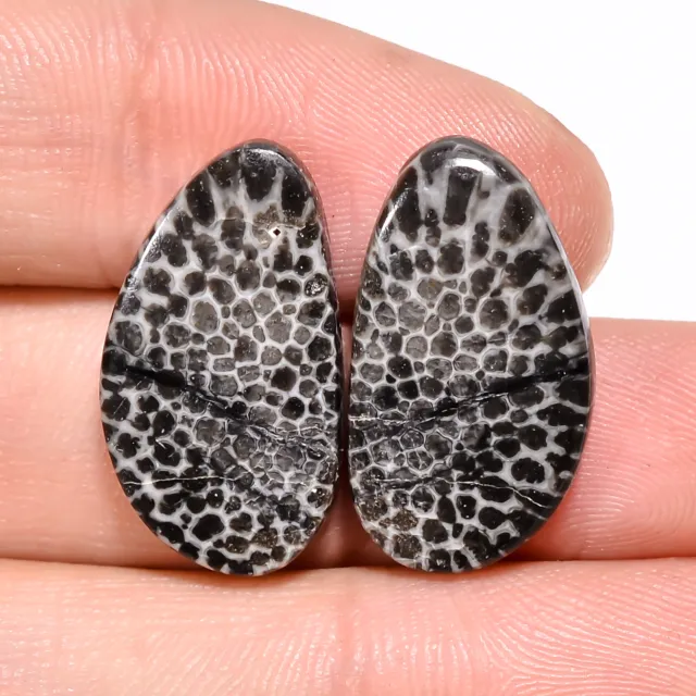 Natural Black Fossil Coral Fancy Cabochon Pair Gemstone 22X12X4 MM 19.00 Cts.