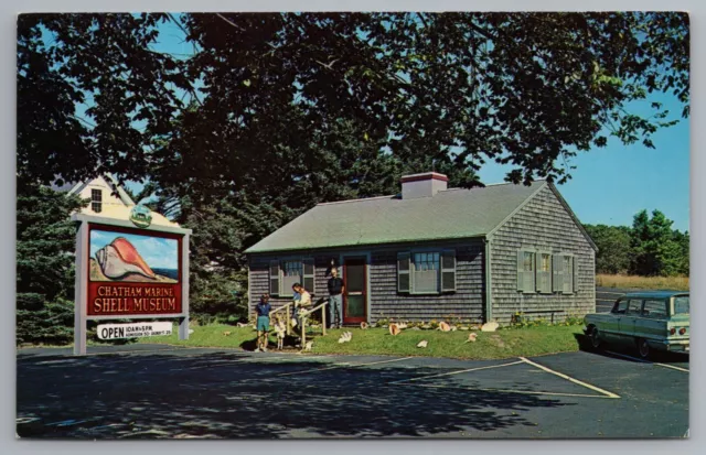 Chatham Marine Shell Museum Cape Cod Massachusetts 1960's Postcard