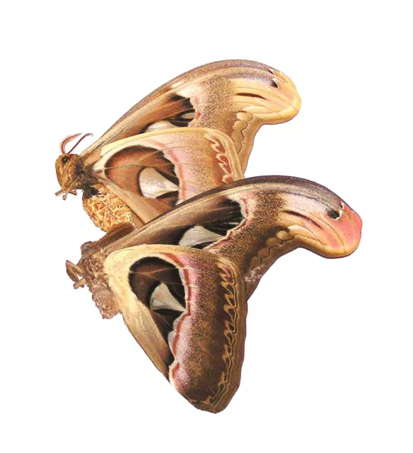 BUTTERFLY/MOTH/UNMOUNTED M/F Pair ATTACUS ATLAS MOTHS