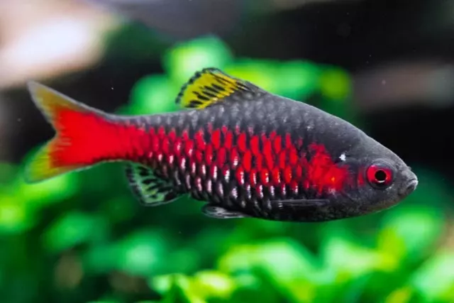 Odessa Barb ** Attractive Fish **