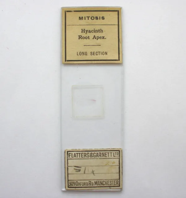 Antique Microscope Slide. Hyacinth Root Apex by Flatters and Garnett