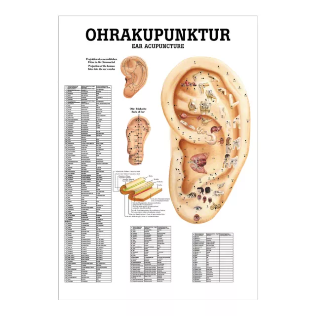 Ohrakupunktur Mini-Poster Anatomie 34 x 24 cm medizinische Lehrmittel Akupunktur