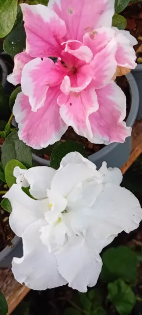 2 x Gorgeous Rhododendron Plant Vibrant Colour, Easy Care Perfect for Your Garde