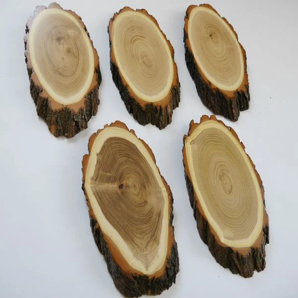 5 Pieza Acacia Ciervo Escudo de Trofeo Af 20-21 CM Corzo Baumscheibe Baumschild
